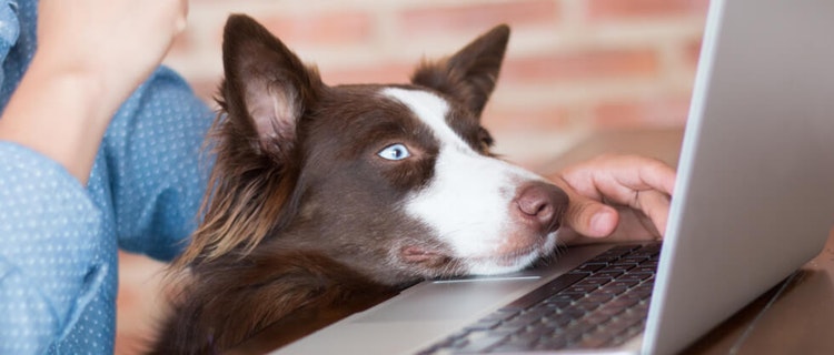 Bürohund - Die Mitarbeitermotivation auf vier Pfoten 